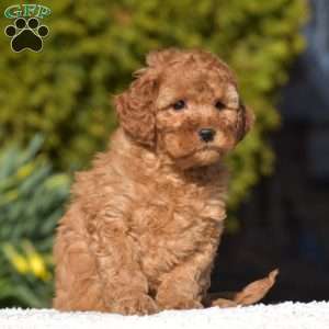 Kelly, Miniature Poodle Puppy